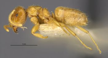 Media type: image;   Entomology 30110 Aspect: habitus lateral view
